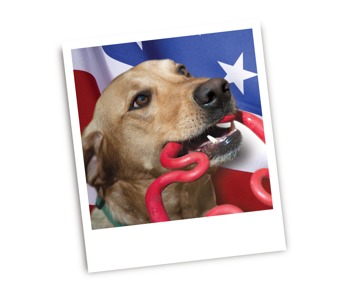 RuffDawg  Dog toys - Top quality dog toys made in the USA