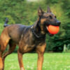 Ball / Ball XL / Ball XXL