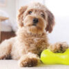 Poodle posing with Ruff Dawg rubber Peanut toy