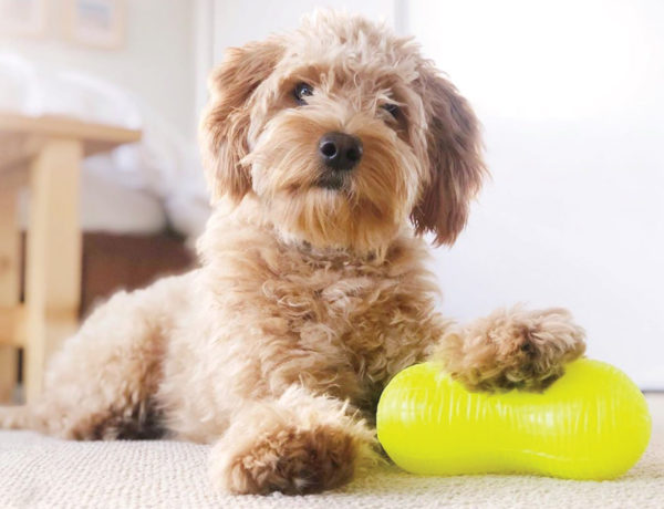 Poodle posing with Ruff Dawg rubber Peanut toy