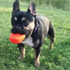 a small french bulldog holding a Ruff dawg Rock toy in her mouth