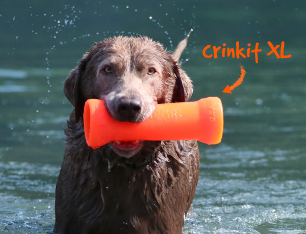 dog playing with crinkit XL outdoors