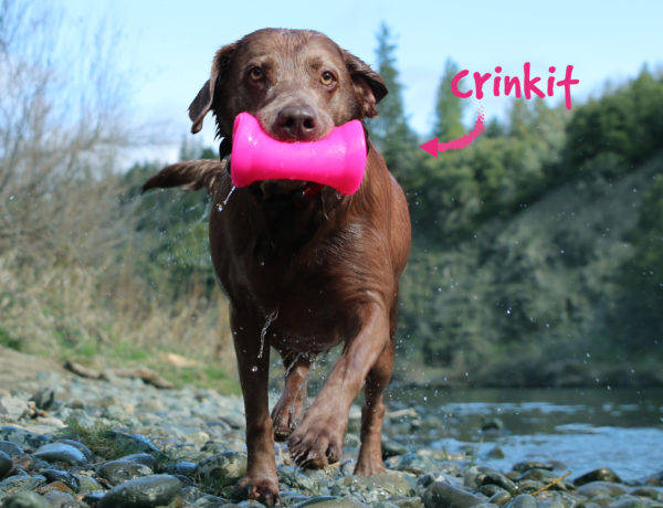 dog playing with regular size crinkit toy outdoors