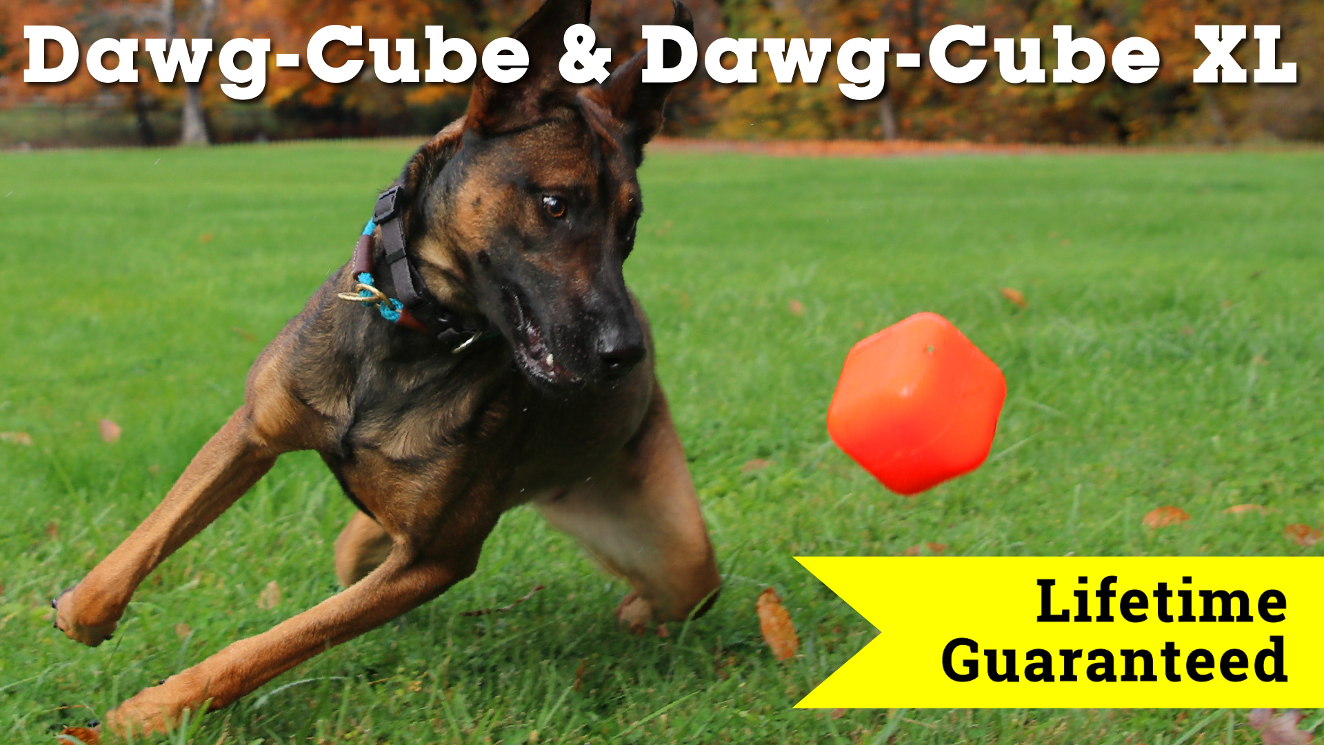 ruff dawg brand dawg cube xl bouncing in the grass being chased by a german shepherd dog