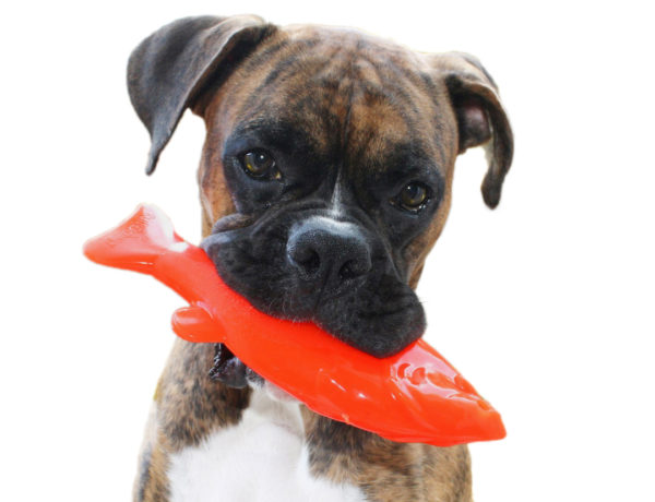 A boxer dog with a Ruff dawg rubber Fish toy in his mouth