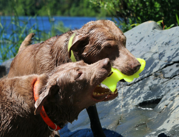 two retrievers playing with Ruff Dawg rubber Fish toy