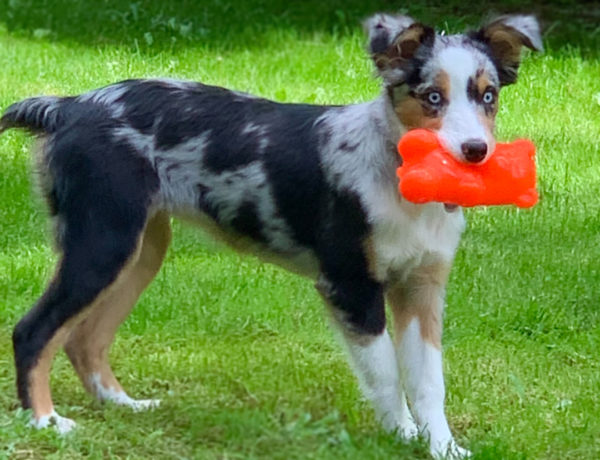 Australian shepherd dog holding Ruff Dawg rubber Gummy Bear toy in her mouth.