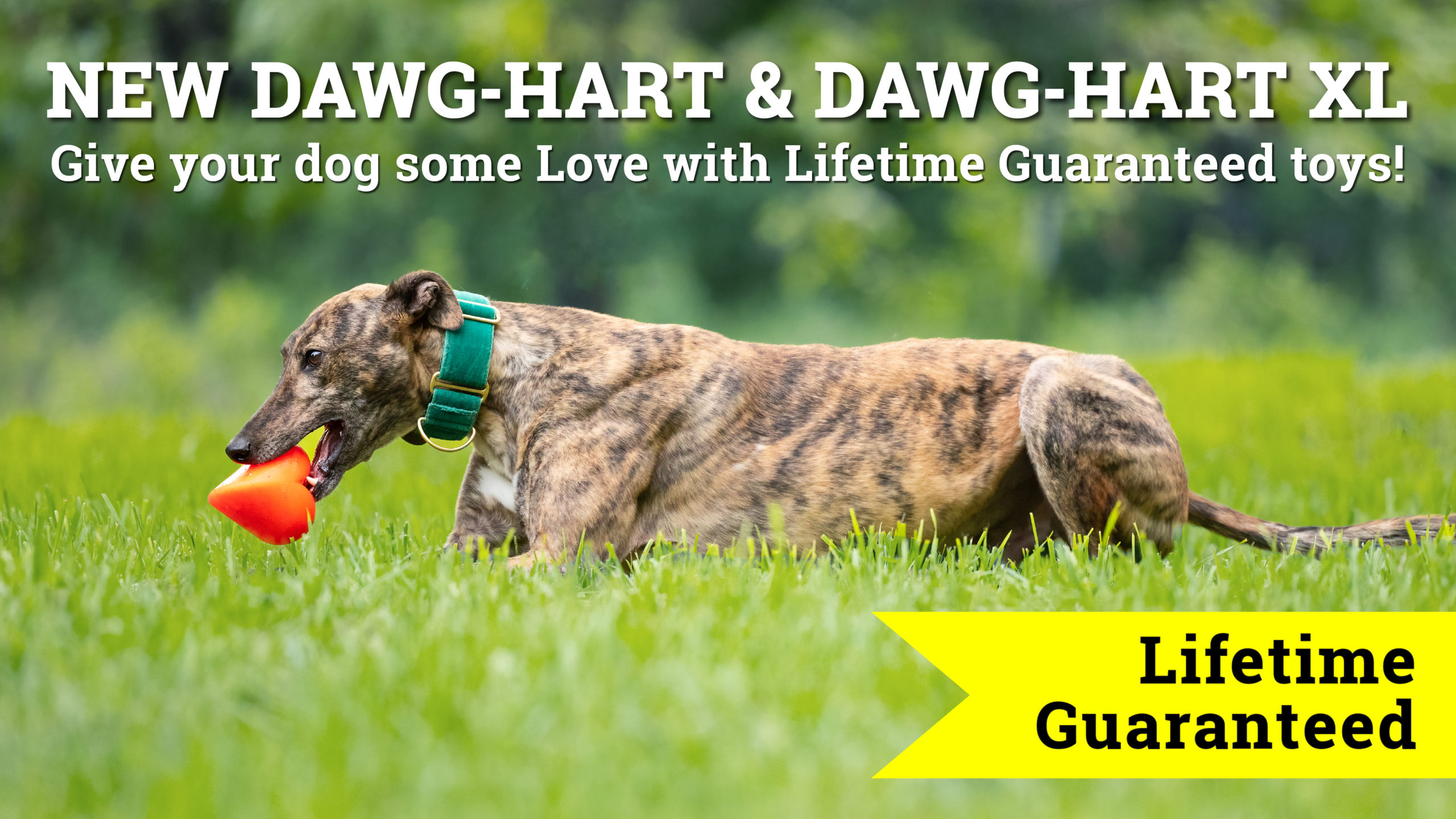 a brindle colorgreyhound lays in the grass playing with the Ruff Dawg Dawg-Hart toy - a heart shaped runbber toy in neon orange