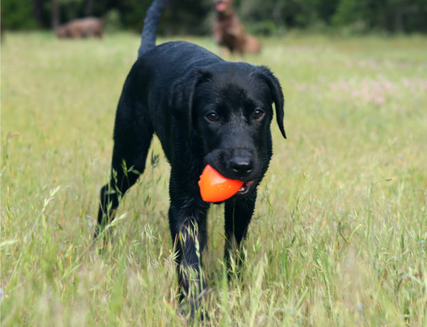 adorable black lab puppy holding a Ruff dawg Football toy in her mouth