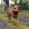 a brown dog holding Ruff Dawg Football in his mouth