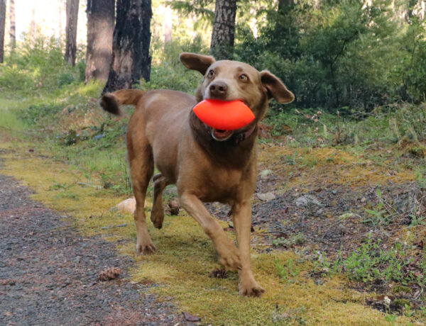 a brown dog holding Ruff Dawg Football in his mouth