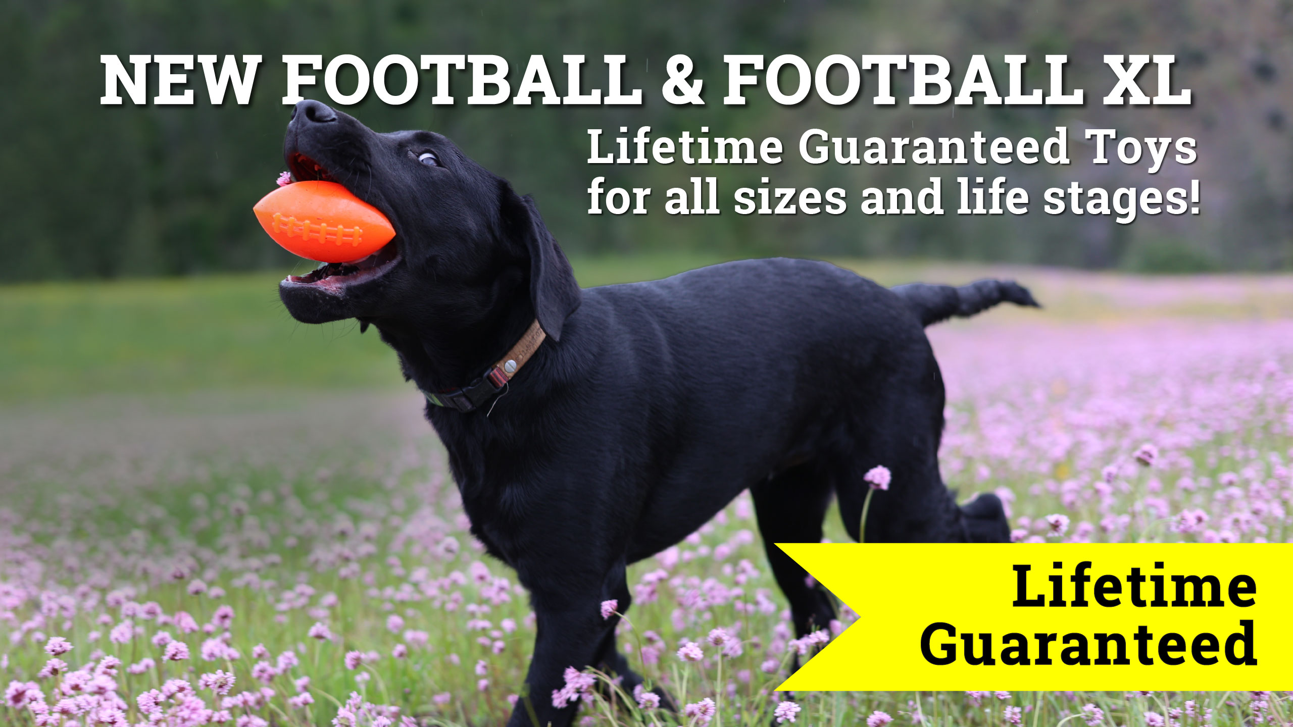 Cute young black lab dog playing with bright red football shaped retrieving toy from Ruff Dawg in a field of pink flowers