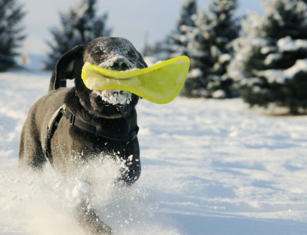 a Labrador running in the snow with a neon yellow Ruff Dawg K9 Flyer in her mouth.