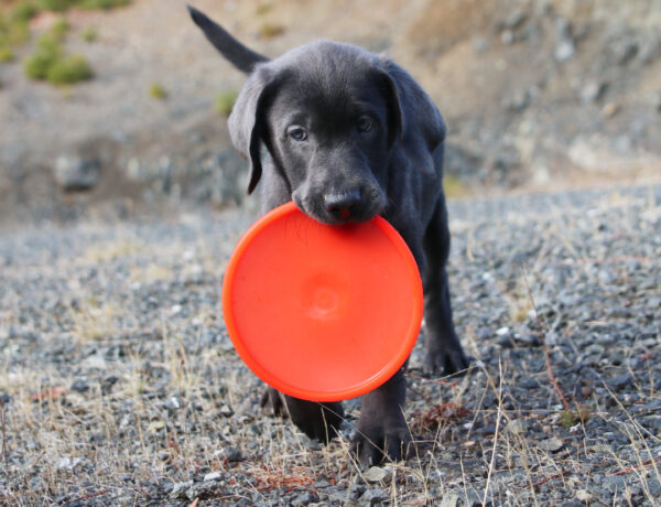 black lab puppy carrying neon red K9 Flyer JR retrieving toy from Ruff Dawg