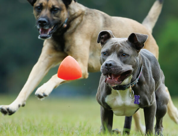 Dawg-X / Dawg-X XL
