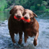 Dawg-Buster / Dawg-Buster XL