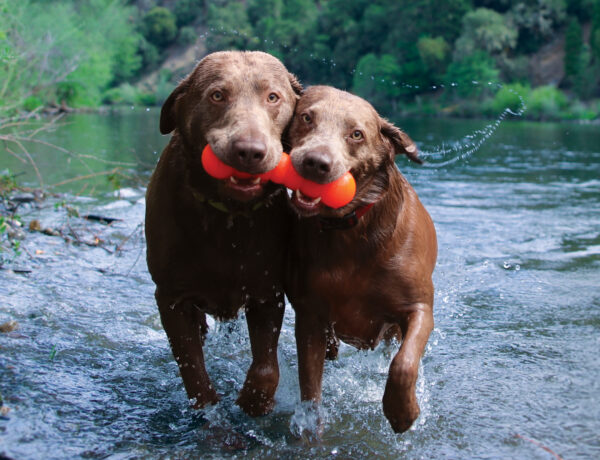 Dawg-Buster / Dawg-Buster XL
