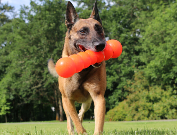 Dawg-Buster / Dawg-Buster XL