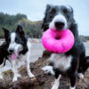 Dawg-Nut / Dawg-Nut XL