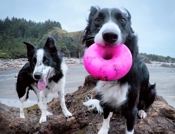 Dawg-Nut / Dawg-Nut XL