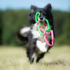a black and white dog running with 2 Ruff dawg Supertug rubber toys in their mouth