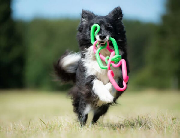 a black and white dog running with 2 Ruff dawg Supertug rubber toys in their mouth