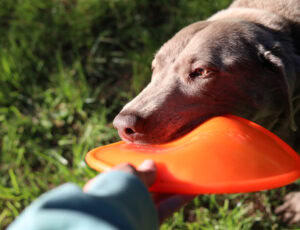 Jefferson Rubber Works and the Birth of the K-9 Flyer