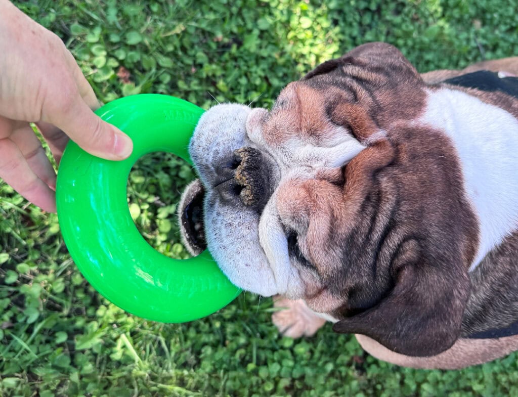 Dawg-Ring / Dawg-Ring XL