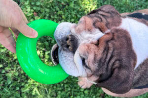 Dawg-Ring / Dawg-Ring XL