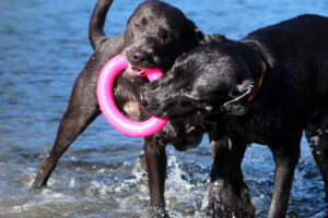 Dawg-Ring / Dawg-Ring XL