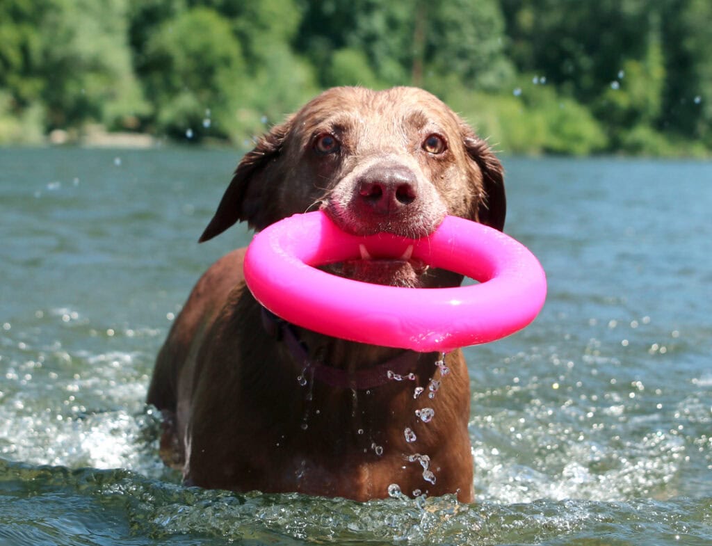 Dawg-Ring / Dawg-Ring XL