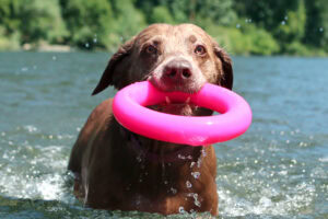Dawg-Ring / Dawg-Ring XL
