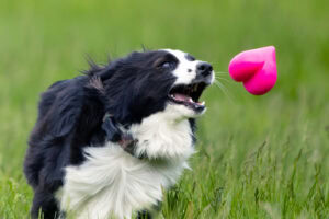 Dawg-Hart / Dawg-Hart XL