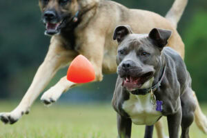 Dawg-X / Dawg-X XL