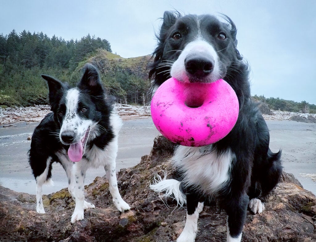 Dawg-Nut / Dawg-Nut XL
