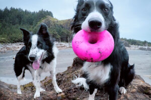Dawg-Nut / Dawg-Nut XL