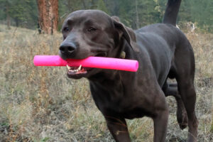 Stick / Twig