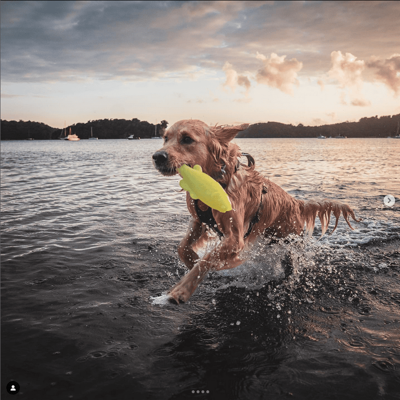 Summer Essentials for Happy, Healthy Dogs: A Ruff Dawg Guide