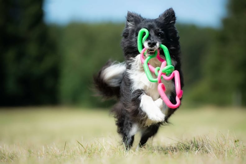 Jefferson Rubber Works finds opportunity in loss with dog toy line