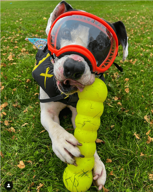 Are Ruff Dawg Toys Indestructible? An Honest Look at America’s Toughest Dog Toys